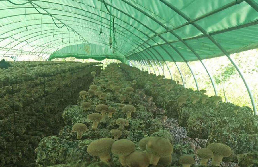 绿白膜