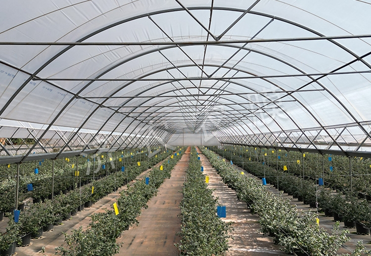 洪江蓝莓大棚膜公司